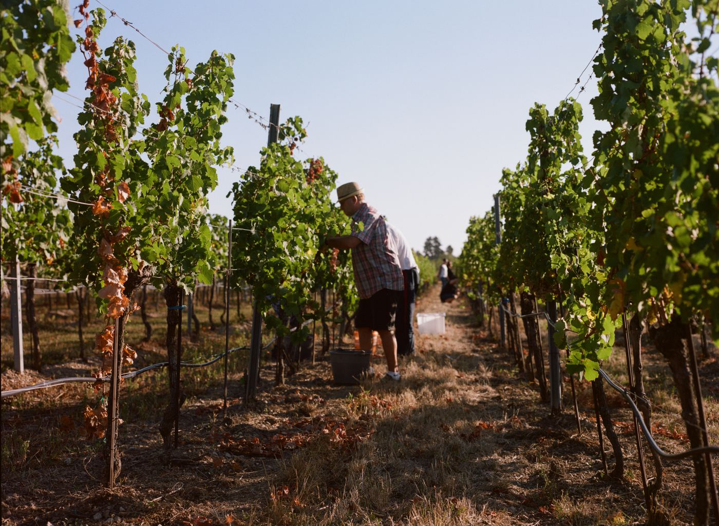Wine — photography by Max Gruber
