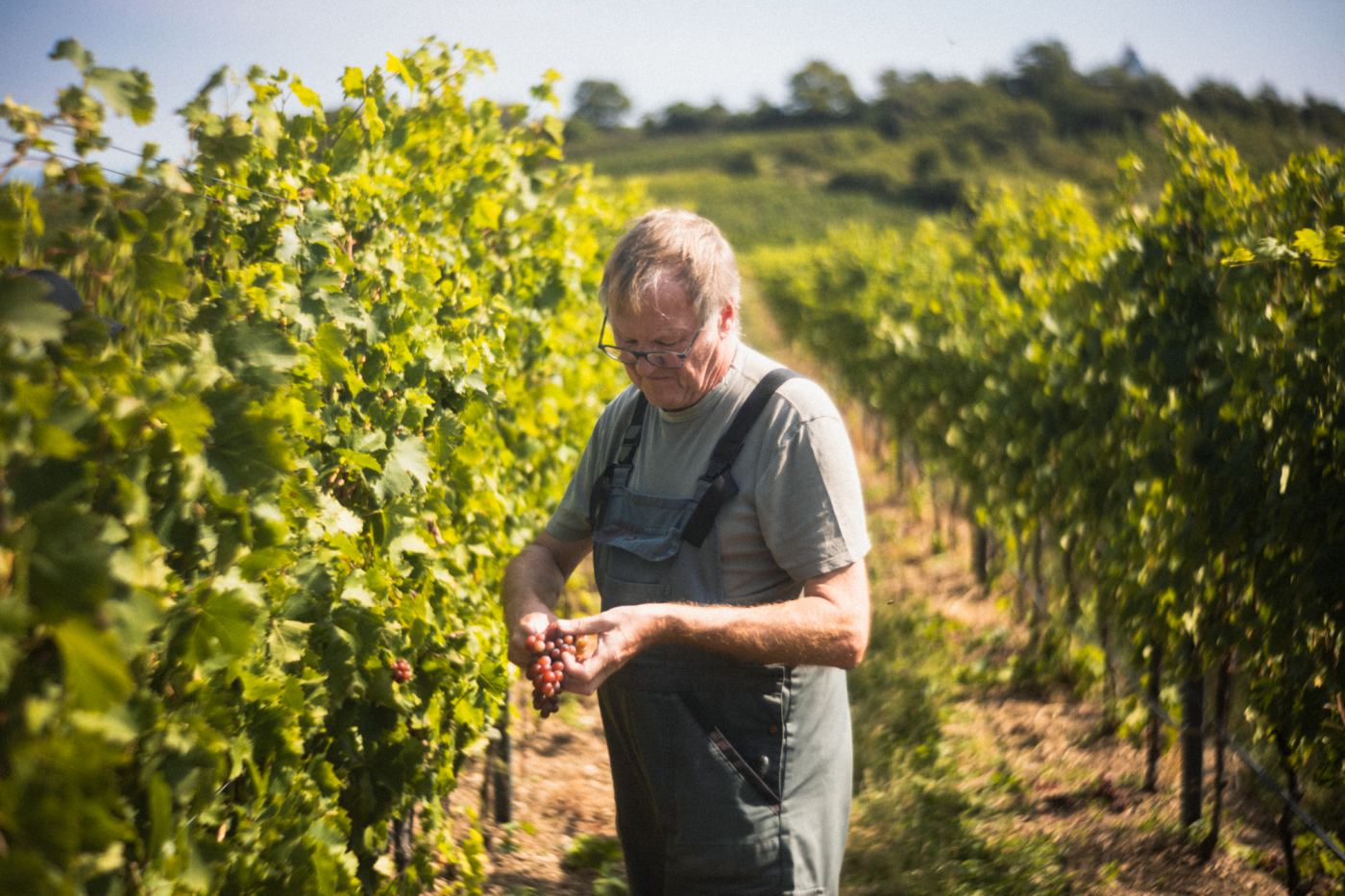 Wine — photography by Max Gruber