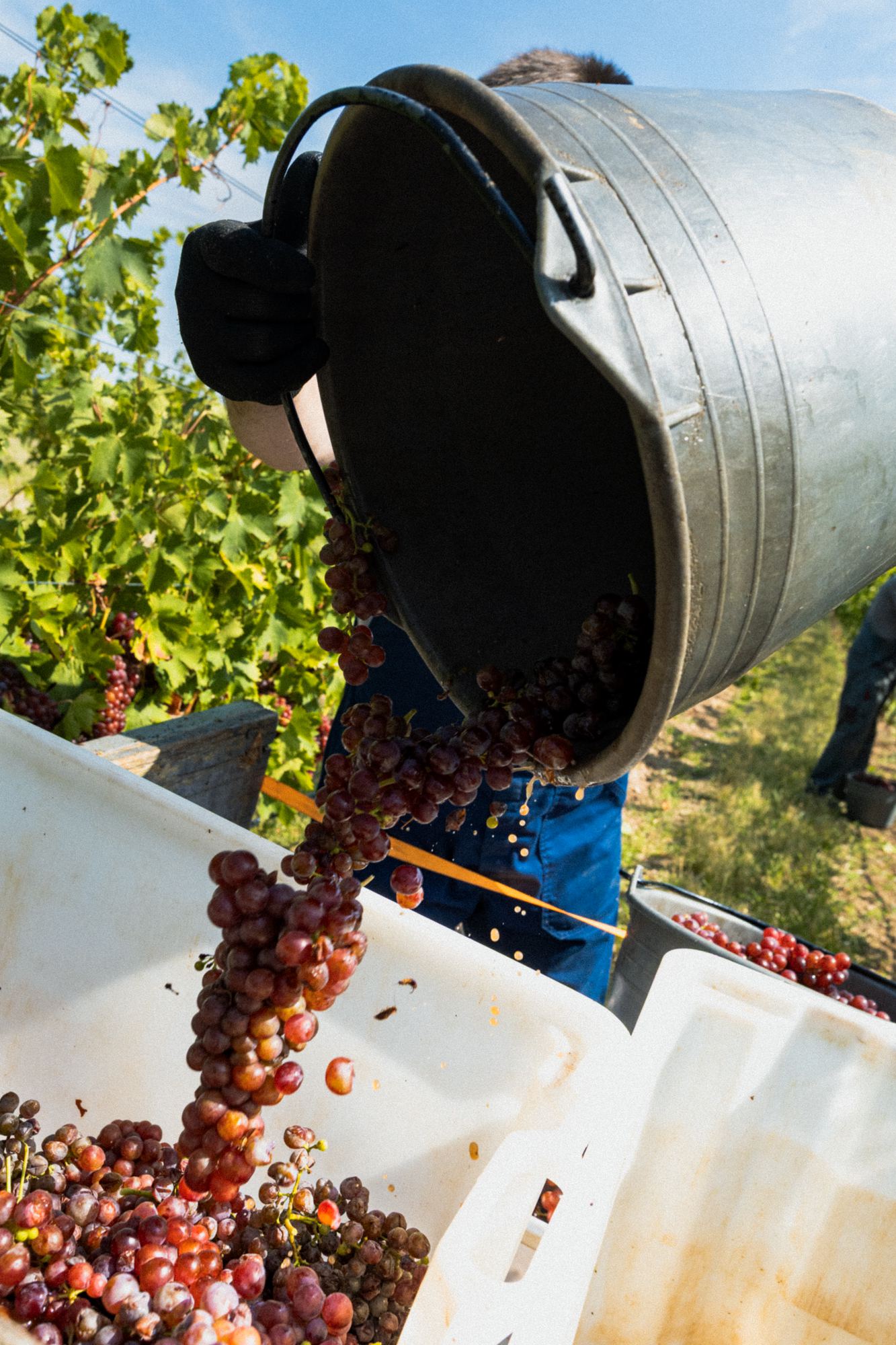 Wine — photography by Max Gruber